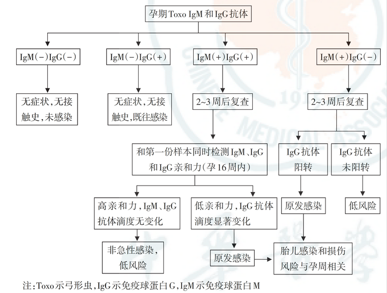 TORCH检测试剂研发抗原选择策略综述 TORCH检测试剂研发抗原选择策略综述